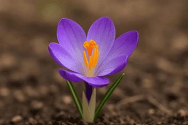 Krokus