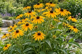 Rudbekya