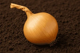 Soğan