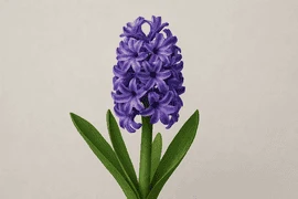 Sümbül